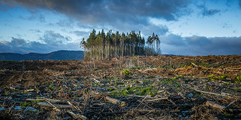 2024 Climate Journalism Award: Honoring excellence in environmental reporting