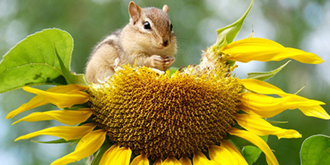 Fellowship for journalists to cover UN Biodiversity Convention