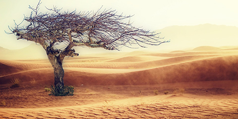 Join the Solutions Journalism Network's climate crisis community